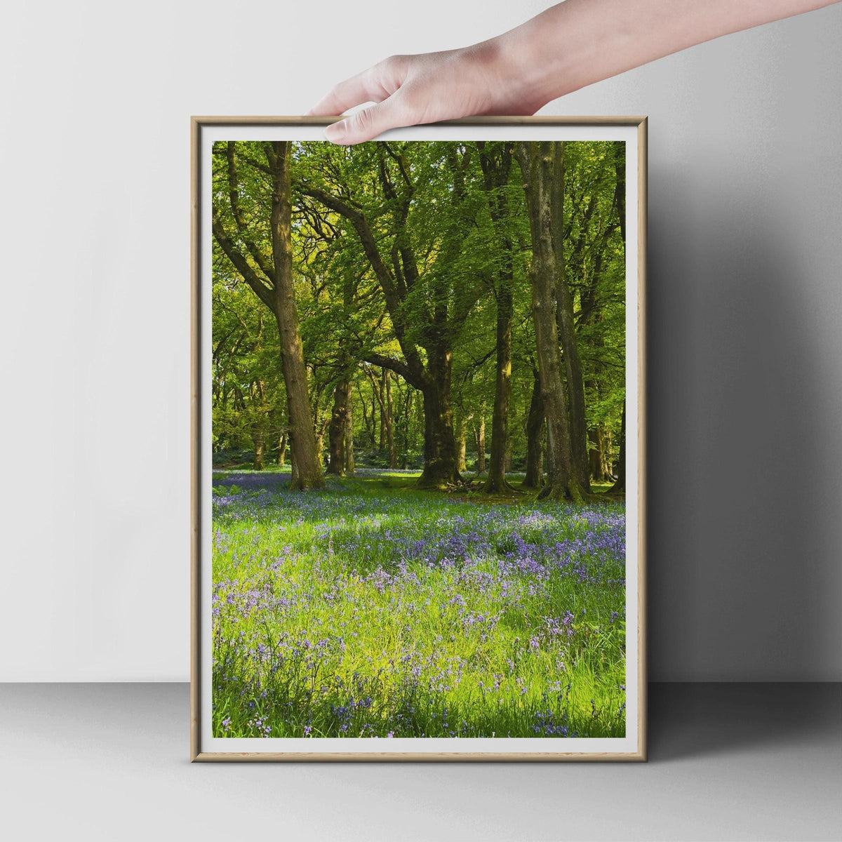 Bluebell Wood Poster, Ancient Trees Forest Print, British Woodland Wall Art, Spring Nature Photography, Green Purple Living Room Decor