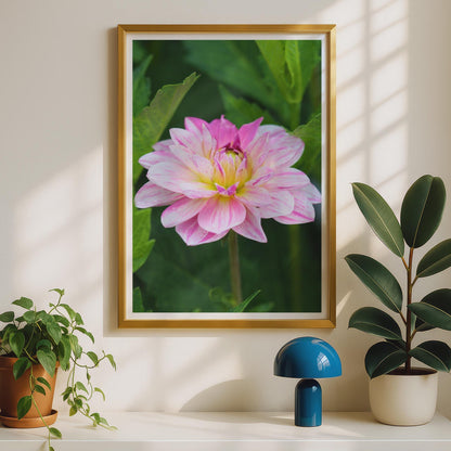 Pink Dahlia Flower Poster, Close Up Botanical Photography Print, Garden Wall Art, Floral Nature Photo, Pink and White Bloom Home Decor