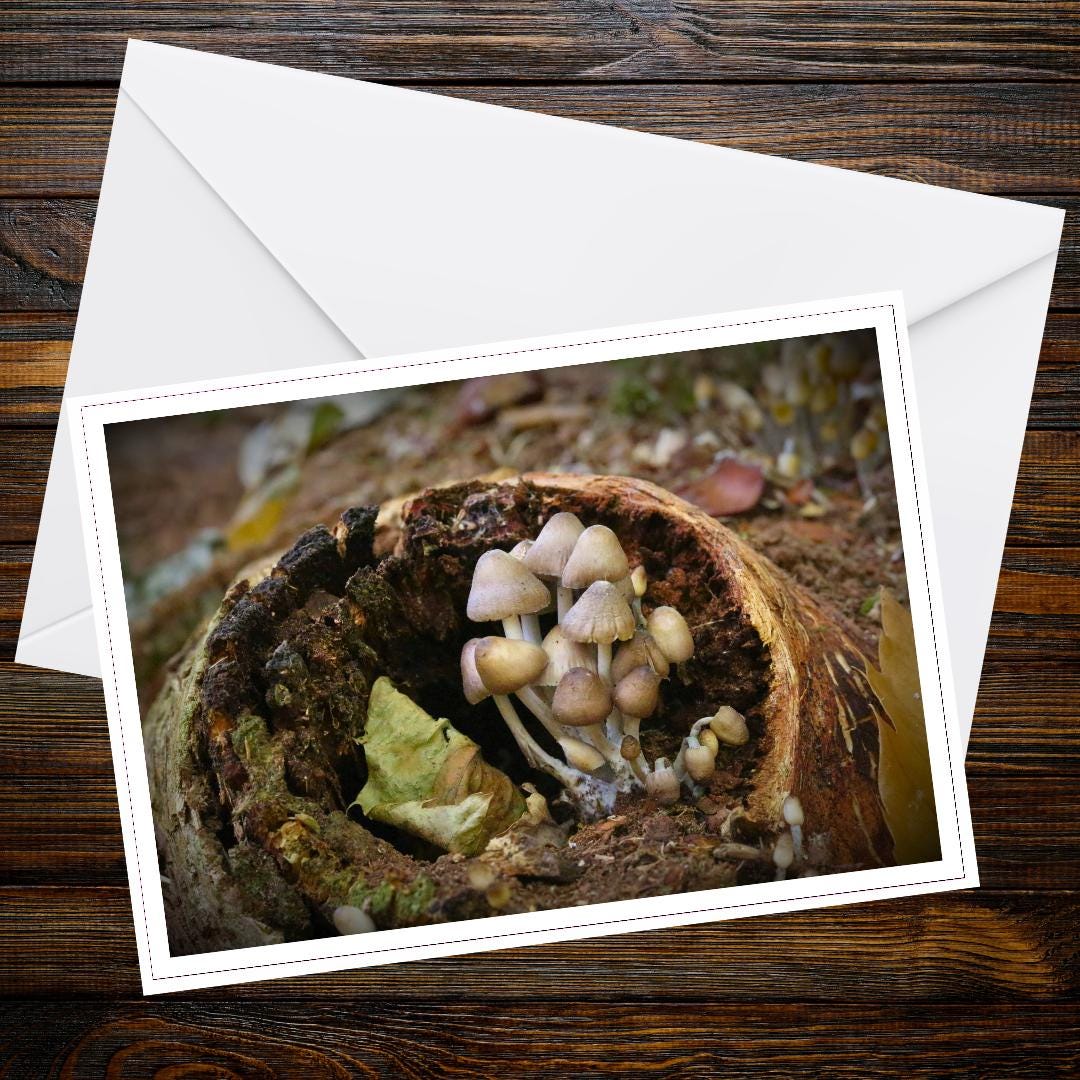 Glistening Inkcap Mushroom Art Card, Woodland Gift Idea, Botanical Print, Nature-Inspired Greeting, Eco Stationery, Fungi Collector