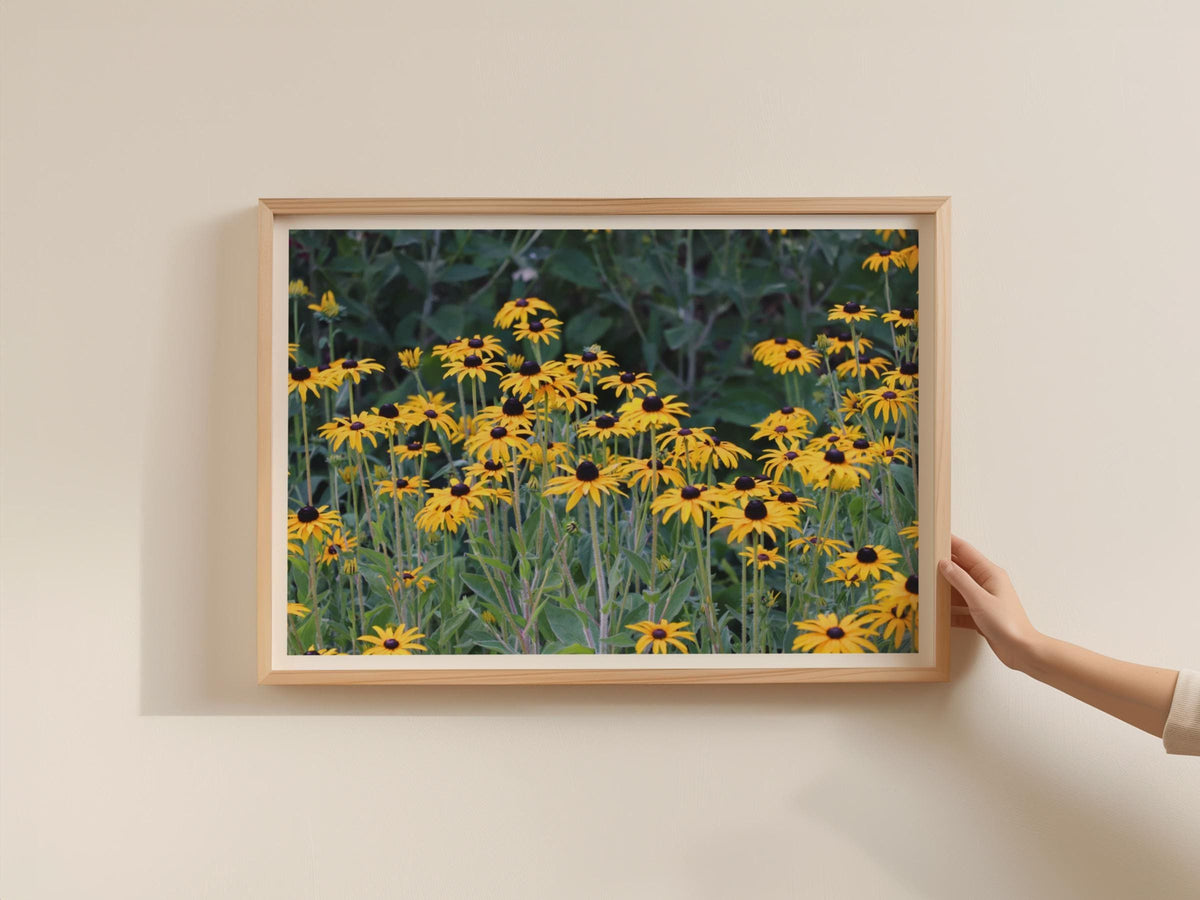 Black Eyed Susan Poster, Yellow Rudbeckia Flower Wall Art, Botanical Garden Framed-Print, Wildflower Floral Decor, Nature Photography Print