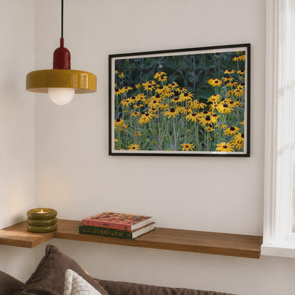 Black Eyed Susan Poster, Yellow Rudbeckia Flower Wall Art, Botanical Garden Framed-Print, Wildflower Floral Decor, Nature Photography Print