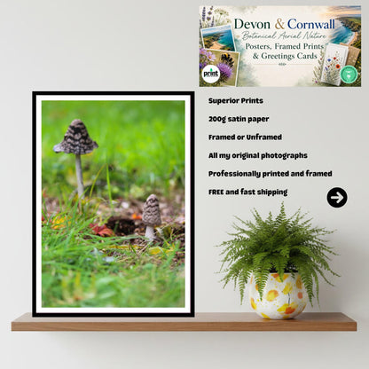 Shaggy Inkcap Mushroom Print | Fungi Art, Nature Photography, Woodland Decor, Archival Paper, FSC Certified, Botanical & Wildlife Print