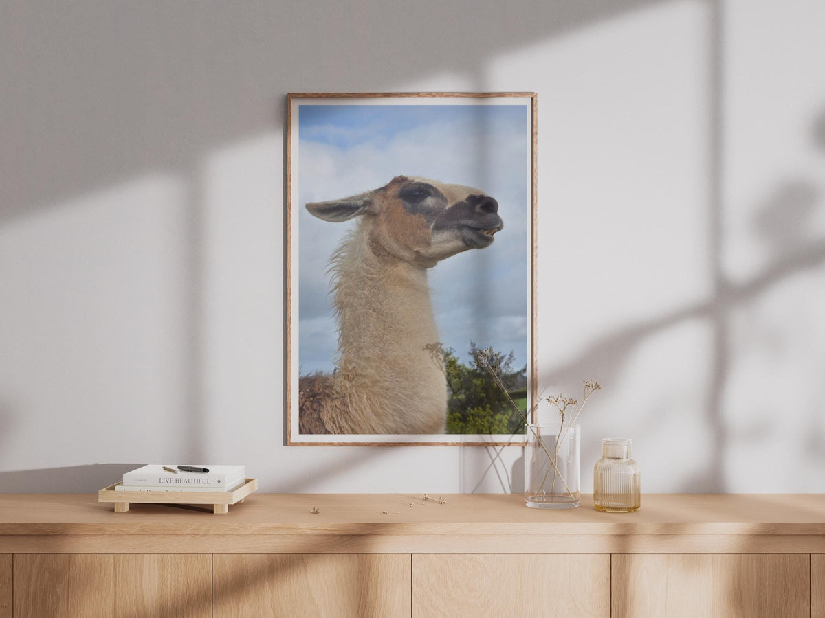 Llama Portrait Poster, Funny Animal Wall Art, Close Up Photo Print, Camelid Wildlife Picture, Quirky Farm Animal Decor, Nature Lover Gift
