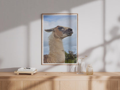 Llama Portrait Poster, Funny Animal Wall Art, Close Up Photo Print, Camelid Wildlife Picture, Quirky Farm Animal Decor, Nature Lover Gift