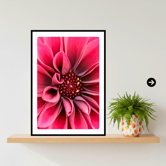Red Velvet Dahlia Macro Print, Moody Botanical Wall Art, Deep Flower Photography