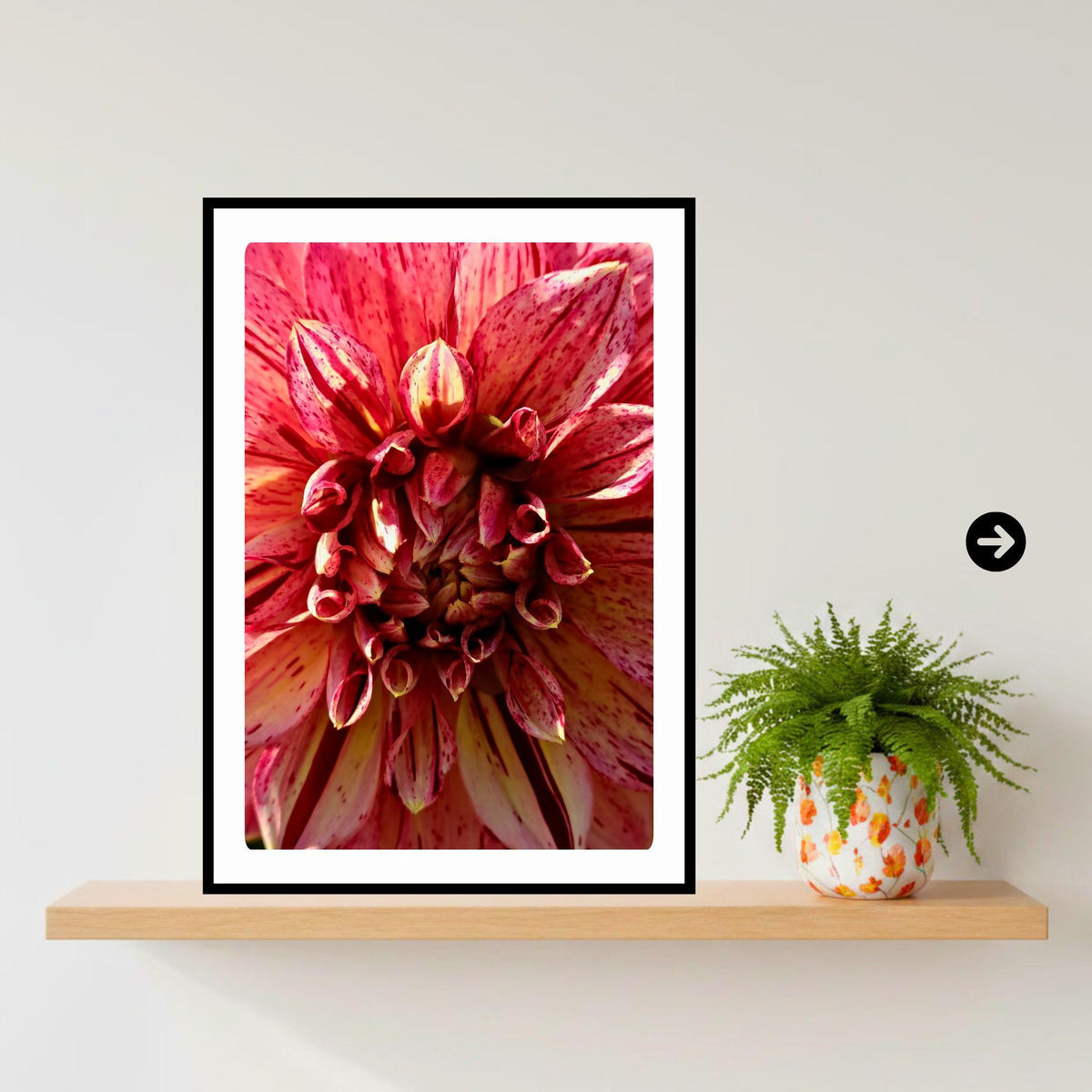 Pink Cream Dahlia Macro Print | Vibrant Speckled Botanical Wall Art