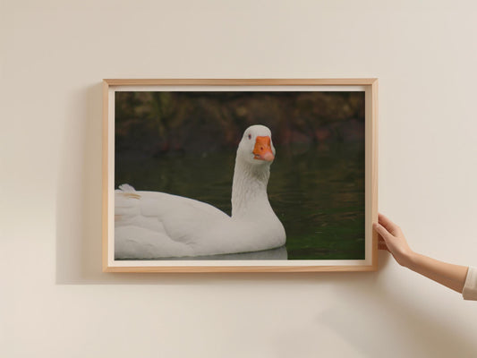 White Goose Photography Poster, Swan Lake Bird Framed-Print, Wildlife Wall Art, Nature Pond Print, Waterfowl Decor, Bird Lover Gift