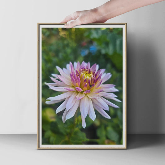 Pink Dahlia Flower Poster, Botanical Wall Art Print, Blush Purple Yellow Garden Floral Photography, Nature Lover Gift, Living Room Decor