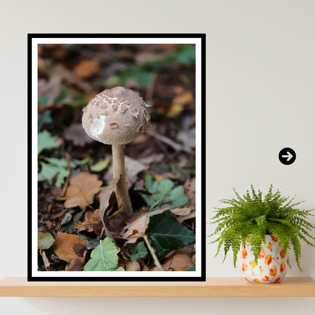 Shaggy Parasol Fungi Print Art, Nature Photography, Woodland Decor, Botanical and Fungi Collection, Unique Gift for Mushroom Lovers