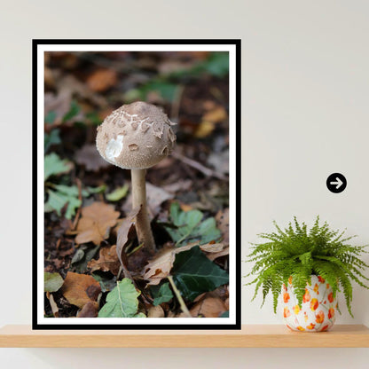 Shaggy Parasol Fungi Print Art, Nature Photography, Woodland Decor, Botanical and Fungi Collection, Unique Gift for Mushroom Lovers
