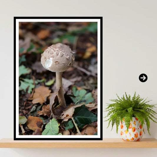 Shaggy Parasol Fungi Print Art, Nature Photography, Woodland Decor, Botanical and Fungi Collection, Unique Gift for Mushroom Lovers