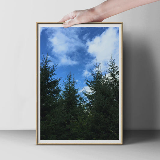Evergreen Forest Sky Photography Print, Pine Trees Blue Sky Poster, Nature Wall Art, Woodland Looking Up, Green Tree Canopy Photo Print