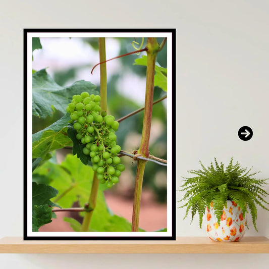 Green grape cluster on vine — Eden Project Cornwall Wall Art Photography Print