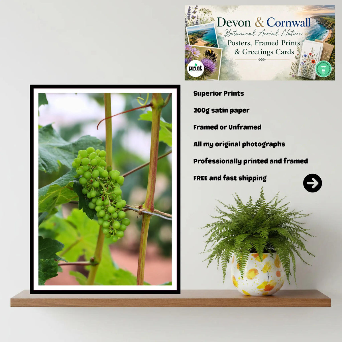 Green grape cluster on vine — Eden Project Cornwall Wall Art Photography Print