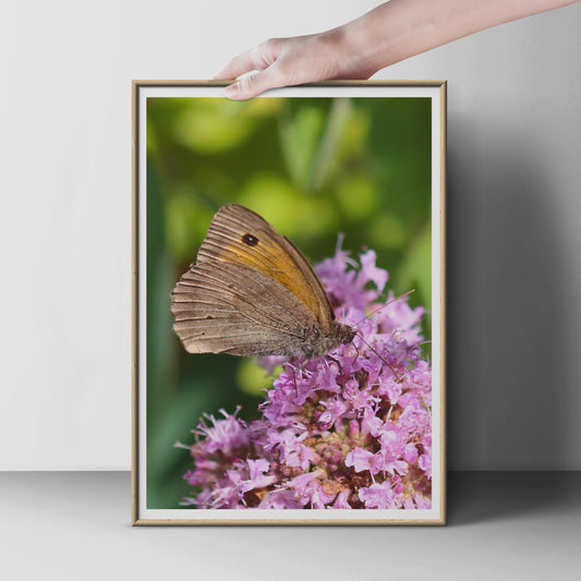 Meadow Brown Butterfly on Pink Wildflower Poster, British Wildlife Wall Art, Nature Photography Print, Garden Insect Decor