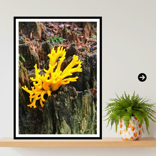 Yellow Stagshorn Fungi Print Art, Botanical Mushroom Wall Decor, Nature Photography, Woodland Fungi Collection, Archival Poster