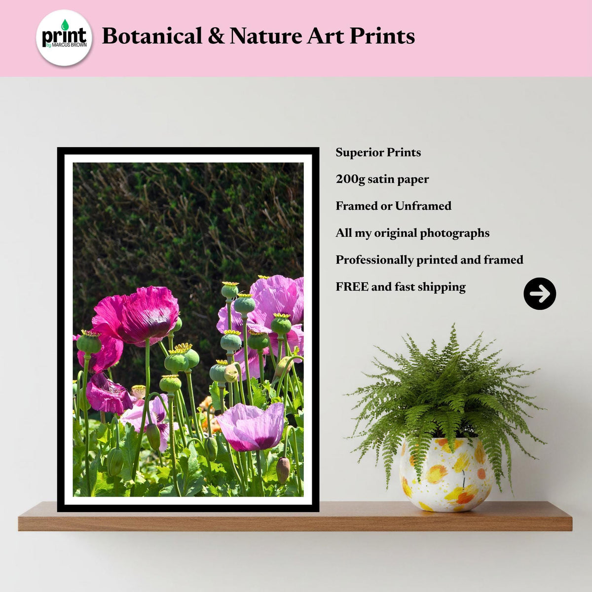 Pink Poppy Flowers Print, Cottage Garden Botanical Wall Art, Summer Bloom Photography