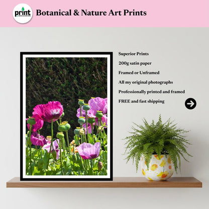 Pink Poppy Flowers Print, Cottage Garden Botanical Wall Art, Summer Bloom Photography