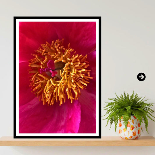 Pink Peony Macro Photography Print – Botanical Floral Wall Art