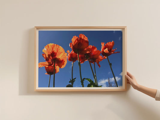 Red Poppy Flower Poster, Vibrant Floral Framed-Print, Orange Poppies Blue Sky Wall Art, Bold Summer Flower Photography Print