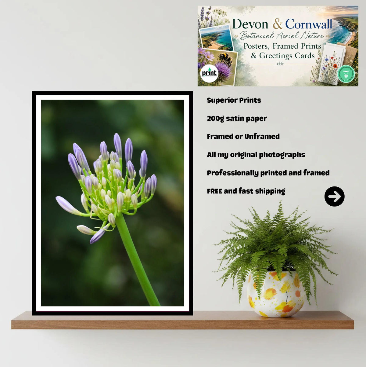 Agapanthus buds at Eden Project Cornwall — Botanical Wall Art Photography Print