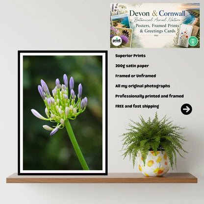 Agapanthus buds at Eden Project Cornwall — Botanical Wall Art Photography Print