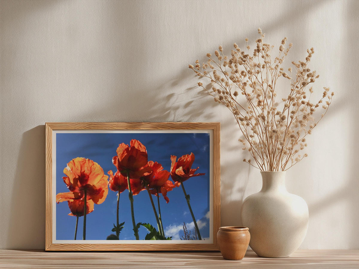Red Poppy Flower Poster, Vibrant Floral Framed-Print, Orange Poppies Blue Sky Wall Art, Bold Summer Flower Photography Print
