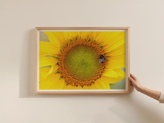 Sunflower Bee Poster, Close Up Macro Floral Wall Art, Yellow Flower Framed-Print, Nature Photography, Summer Botanical Decor