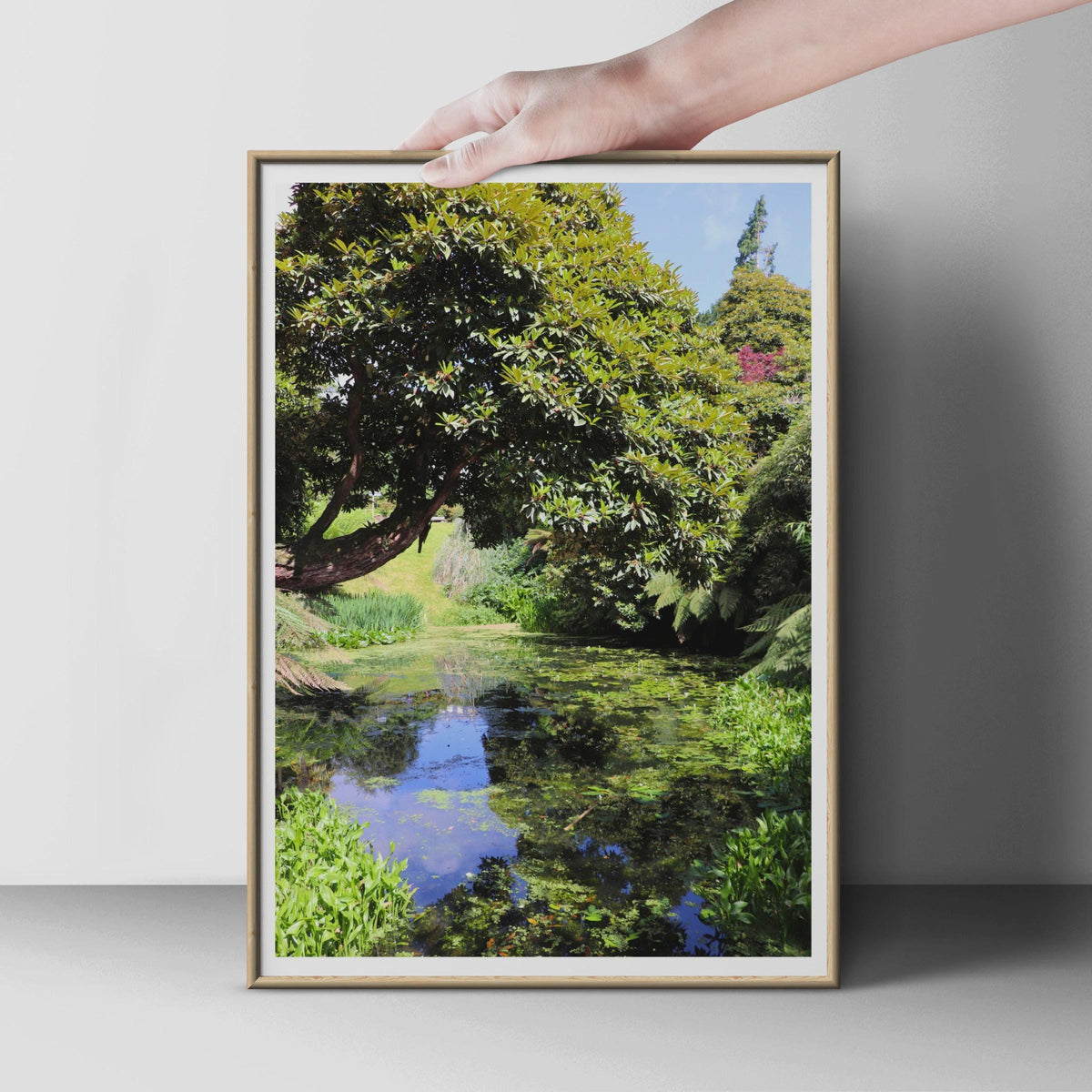 Botanical Garden Pond Print, Lush Green Trees Wall Art, Nature Photography Poster, Tranquil Garden Scene, Tropical Foliage Home Decor