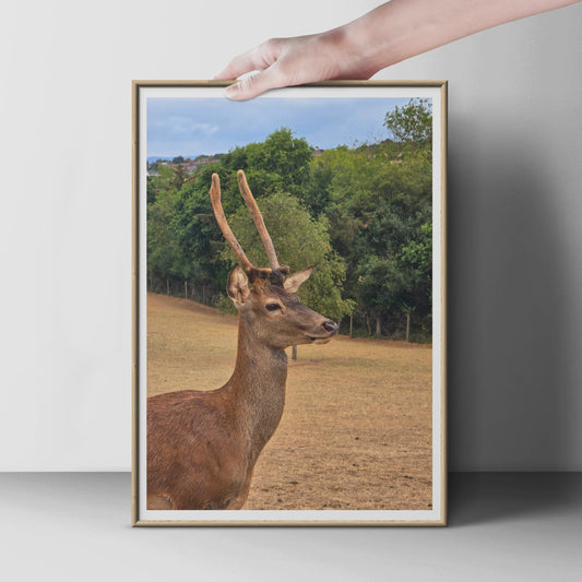 Red Deer Stag Portrait Poster, Wildlife Photography Print, British Deer Wall Art, Nature Lover Gift, Animal Close Up, Brown Green Country