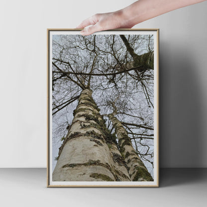 Silver Birch Tree Photography Print, Looking Up Through Bare Branches, Winter Forest Wall Art, Nature Poster, Woodland Home Decor