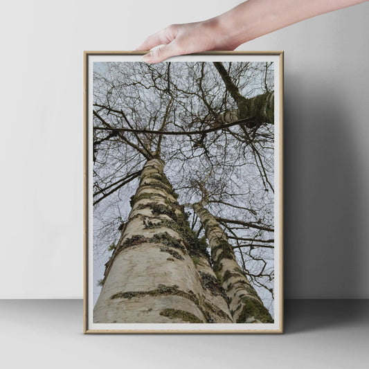 Silver Birch Tree Photography Print, Looking Up Through Bare Branches, Winter Forest Wall Art, Nature Poster, Woodland Home Decor