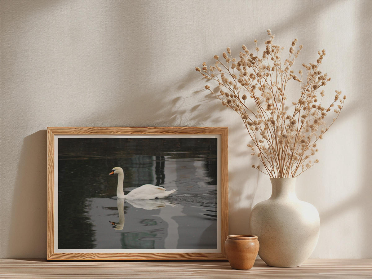 Swan Reflection Poster, Mute Swan Wall Art, Wildlife Photography Framed-Print, White Swan on Dark Water, Bird Lover Gift, Nature Print