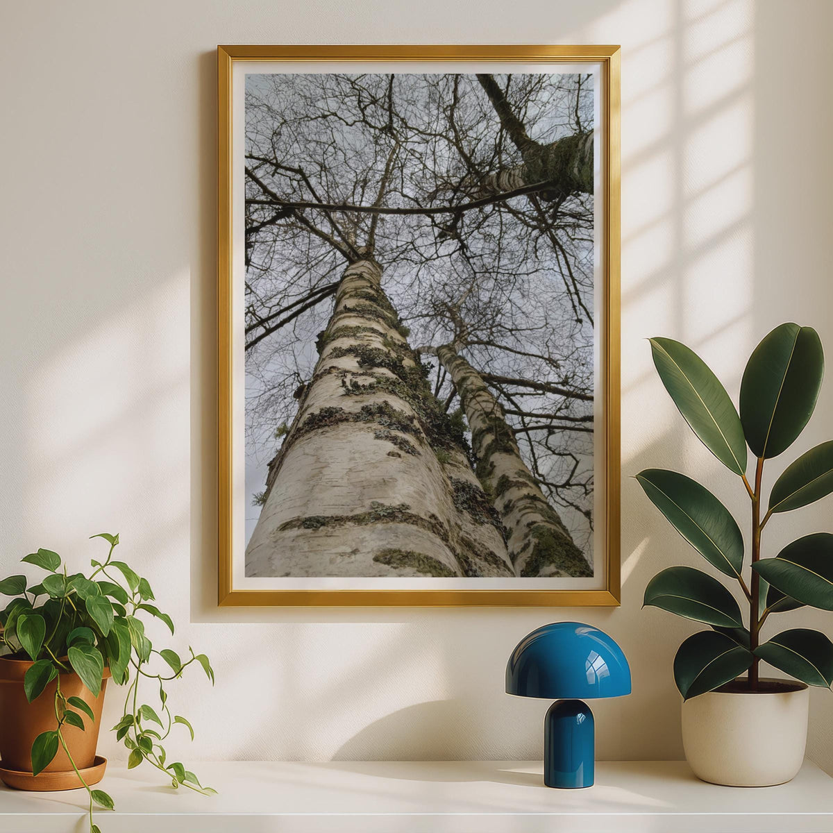 Silver Birch Tree Photography Print - image 2
