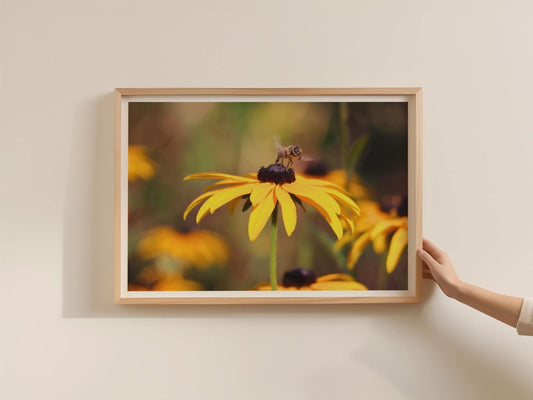 Bee on Black-Eyed Susan Poster, Rudbeckia Wildflower Framed-Print, Yellow Botanical Wall Art, Garden Wildlife Photography Print