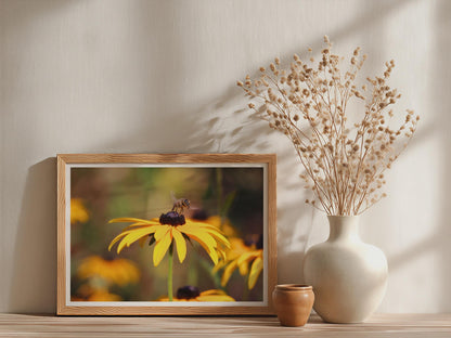 Bee on Black-Eyed Susan Poster, Rudbeckia Wildflower Framed-Print, Yellow Botanical Wall Art, Garden Wildlife Photography Print