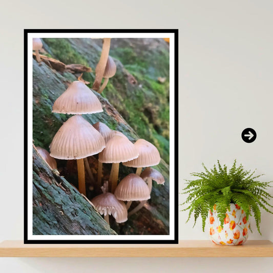 Fairy Bonnet Fungi Print Art, Mushrooms Wall Decor, Nature Photography, Woodland Fungi Illustration, Archival FSC Certified Paper, Botanical