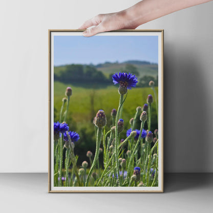 Cornflower Field Photography Print, Blue Wildflower Poster, Summer Meadow Wall Art, Botanical Nature Photo, Country Garden Floral Decor
