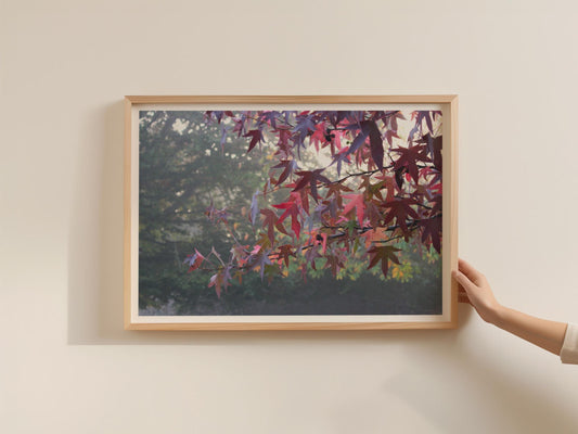 Japanese Maple Autumn Leaves Poster, Misty Forest Landscape Framed-Print, Red Foliage Wall Art, Nature Photography, Dawn and Dusk Print