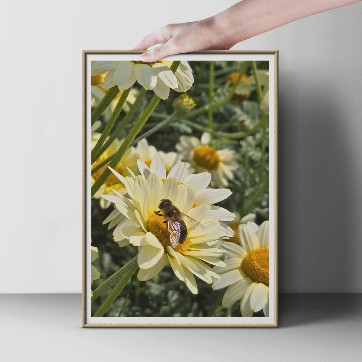 Bee on Daisy Flower Photo Poster, White Daisy Print, Nature Wildlife Wall Art, Garden Insect Photography, Yellow Green Botanical Decor