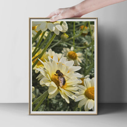 Bee on Daisy Flower Photo Poster, White Daisy Print, Nature Wildlife Wall Art, Garden Insect Photography, Yellow Green Botanical Decor