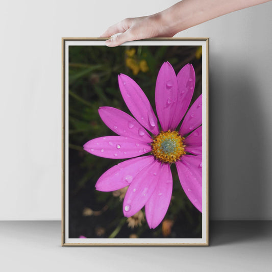 Pink Cosmos Flower Poster, Rain Drops Macro Photography Print, Bright Floral Wall Art, Garden Flower Photo Print for Living Room