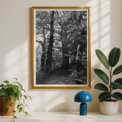 Black and White Forest Poster - image 2