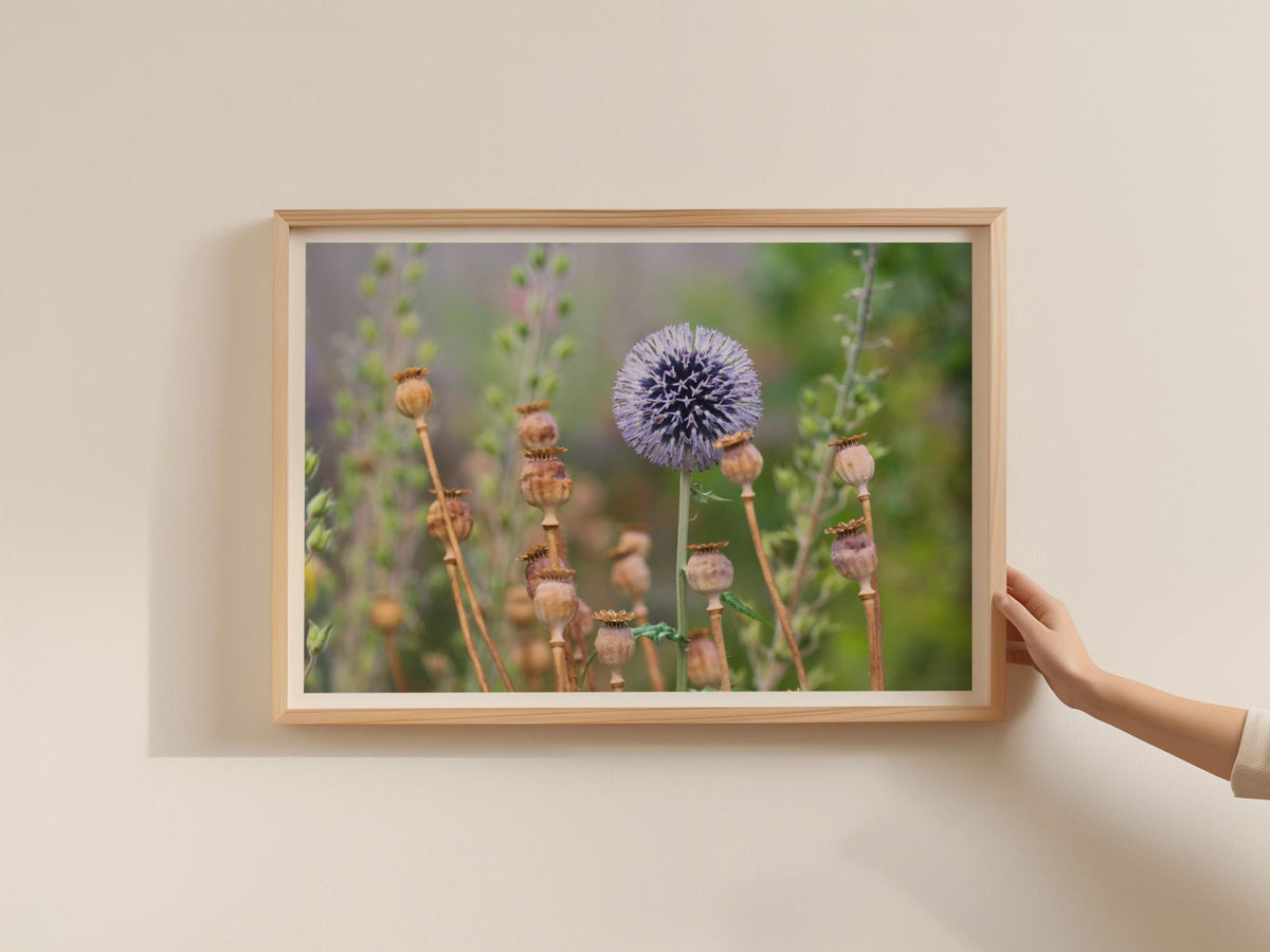 Globe Thistle and Poppy Seed Heads Poster, Botanical Garden Wall Art, Echinops Framed-Print, Blue Purple Wildflower Nature Photography Print