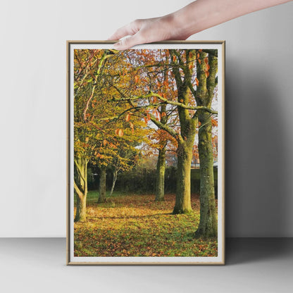 Autumn Trees Photography Poster, Fall Woodland Wall Art, Orange Golden Leaves Nature Print, Seasonal Forest Photo, Living Room Decor