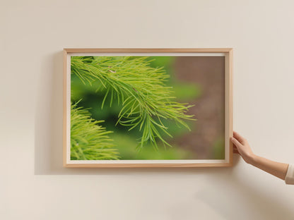 Pine Needle Close Up Botanical Poster, Fresh Green Conifer Framed-Print, Nature Wall Art, Macro Photography Print for Living Room Decor