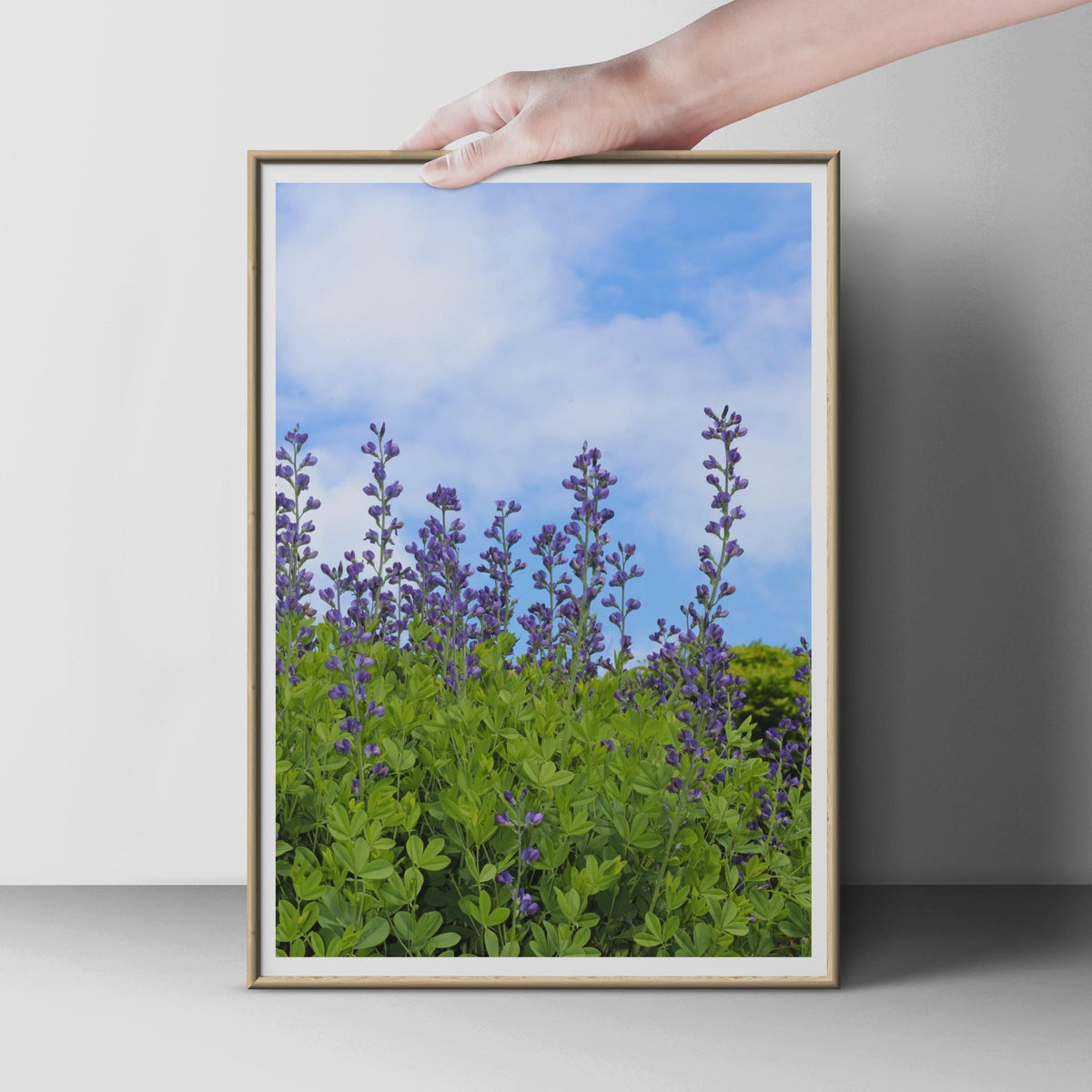 Purple Lupin Flower Poster, Blue Wild Lupin Garden Print, Botanical Wall Art, Floral Nature Photography, Summer Garden Decor