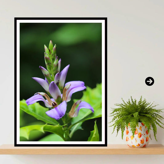 Purple tropical bloom at Eden Project Cornwall — Wall Art, Photography Print