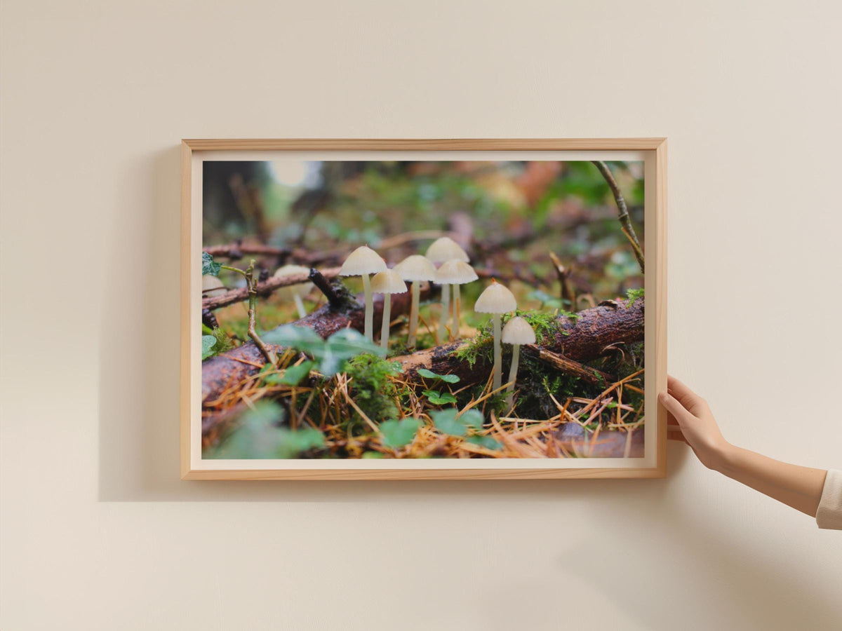 Woodland Fungi Poster, Tiny White Mushrooms Forest Floor Print, Nature Photography, Framed-Print, Botanical Wall Art, Earthy Home Decor Gift