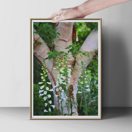 White Foxglove Flower Print, Birch Tree Bark Botanical Poster, Garden Wall Art, Nature Photography, Green Woodland Floral Home Decor